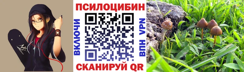 магазин продажи наркотиков  Энем  Псилоцибиновые грибы Psilocybe 